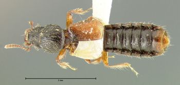 Media type: image;   Entomology 24064 Aspect: habitus dorsal view